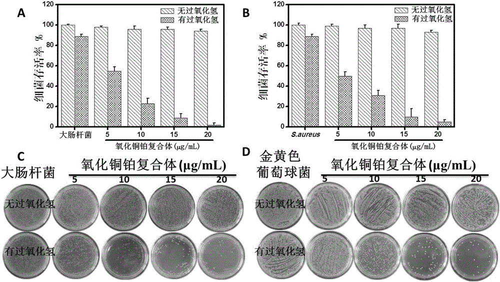 Application of copper oxide-platinum nanocomposite in antibiosis