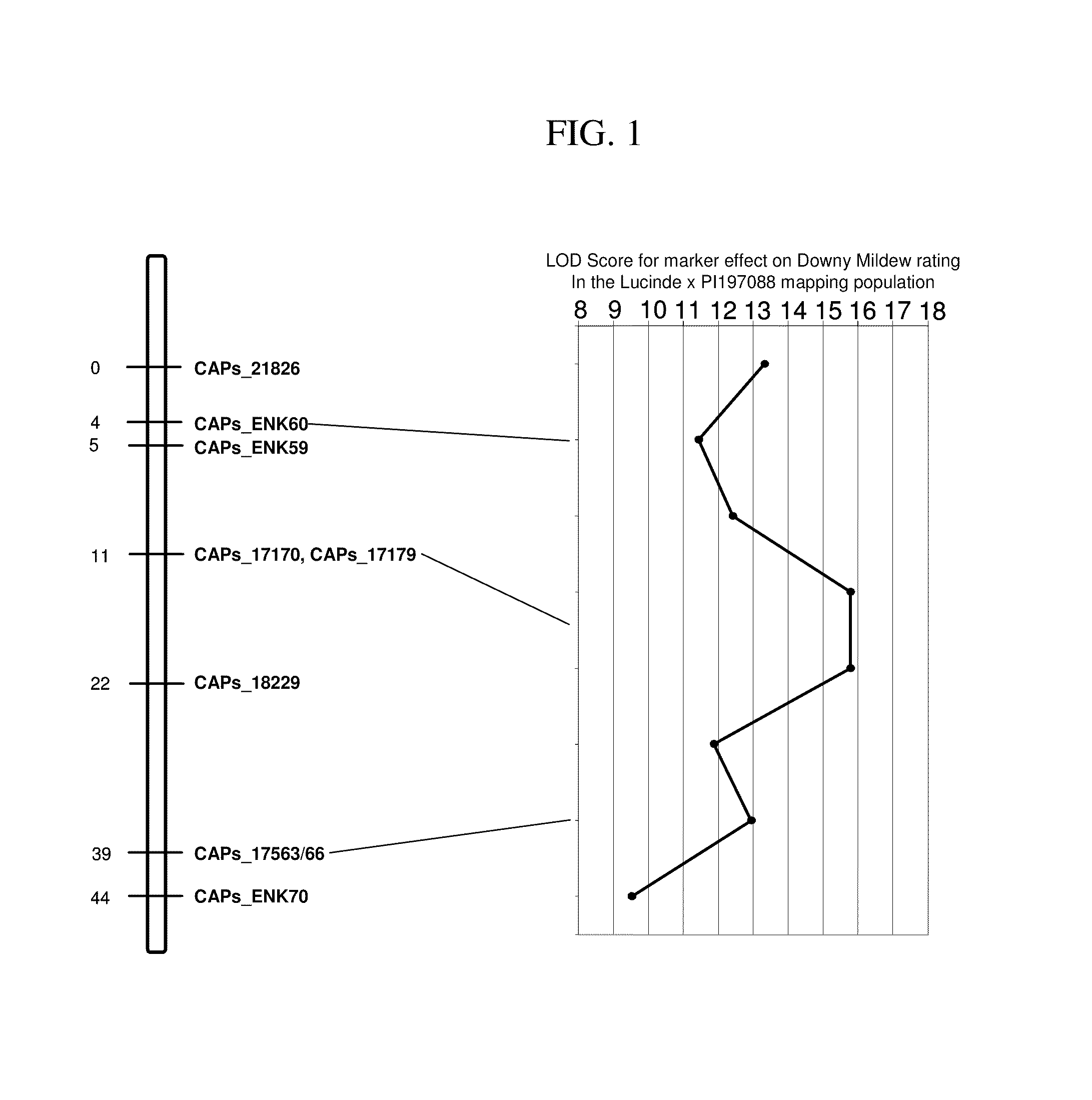 Methods and compositions for identifying downy mildew resistant cucumber plants