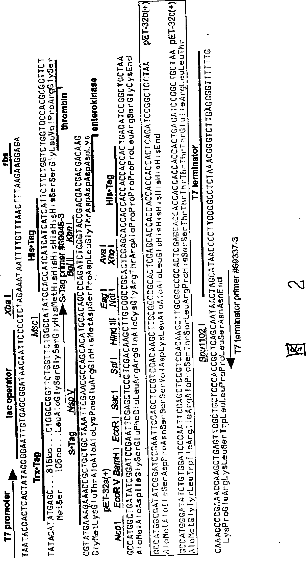 Process for producing recombinant insulin-like growth factor-1(IGF-1) amalgamation protein