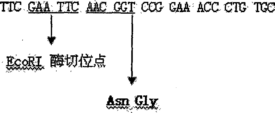 Process for producing recombinant insulin-like growth factor-1(IGF-1) amalgamation protein