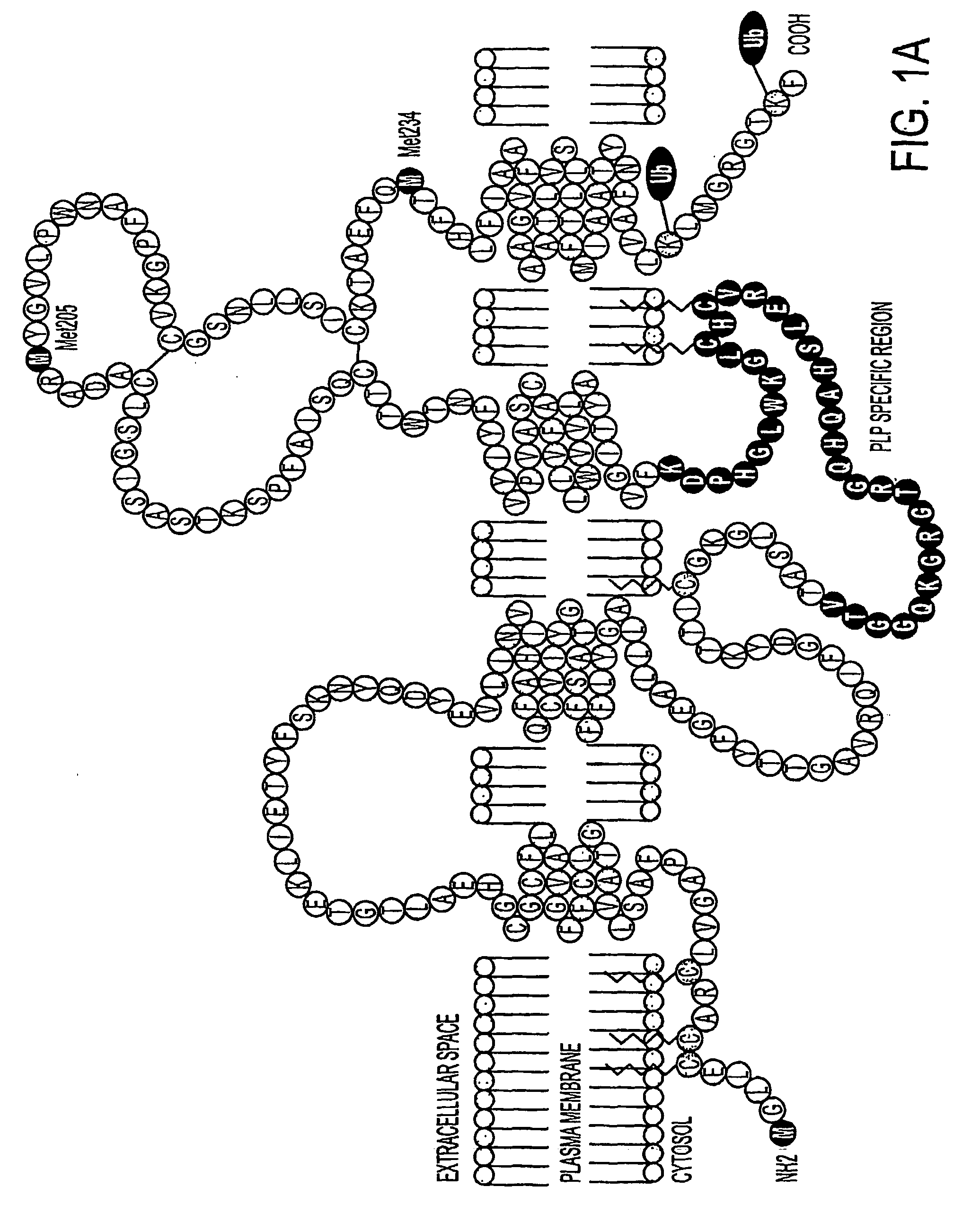 Bioactive peptides and unique ires elements from myelin proteolipid protein plp/dm20