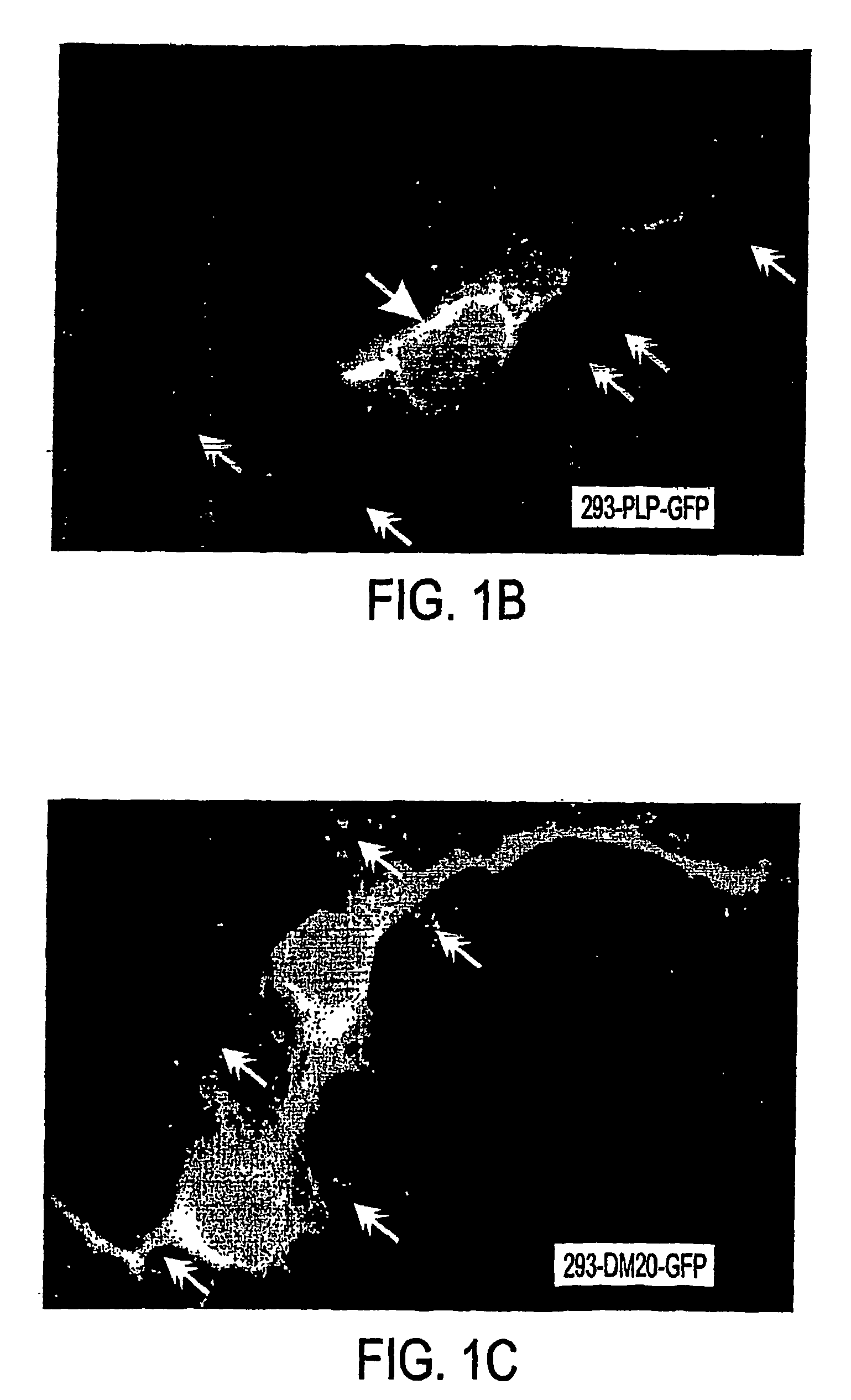 Bioactive peptides and unique ires elements from myelin proteolipid protein plp/dm20