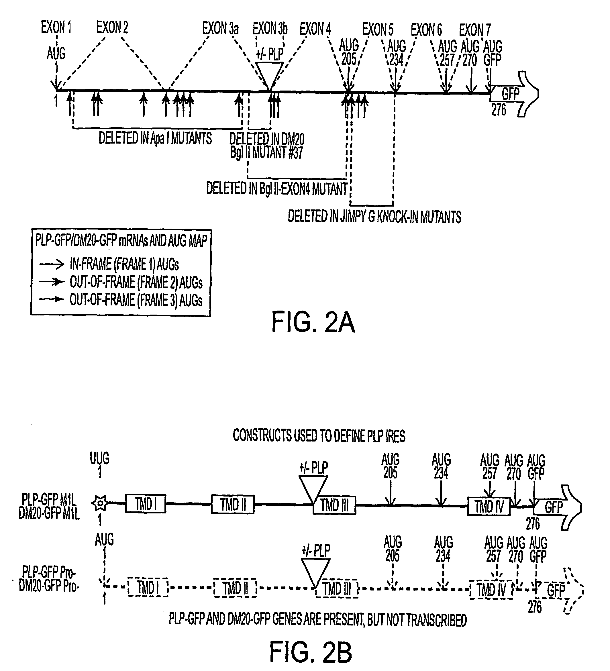 Bioactive peptides and unique ires elements from myelin proteolipid protein plp/dm20