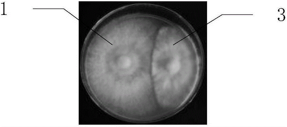 Lyophyllum decastes strain Finc-L6 and cultivation method and application thereof