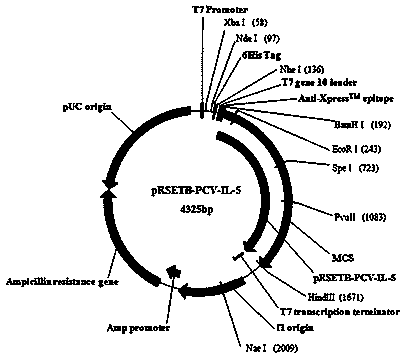 Porcine circovirus bivalent genetic engineering vaccine