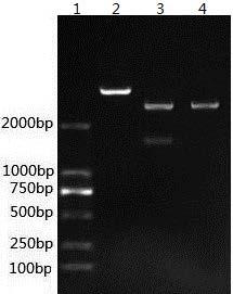 Porcine circovirus bivalent genetic engineering vaccine