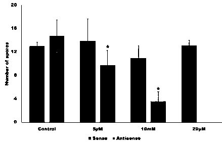 A small RNA-based method for inhibiting Arabidopsis biotrophic oomycete downy mildew infection