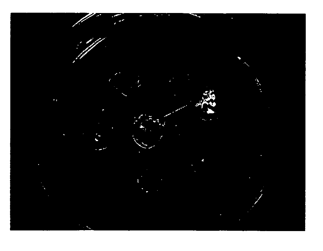 Human embryonic stem cells and culturing methods thereof