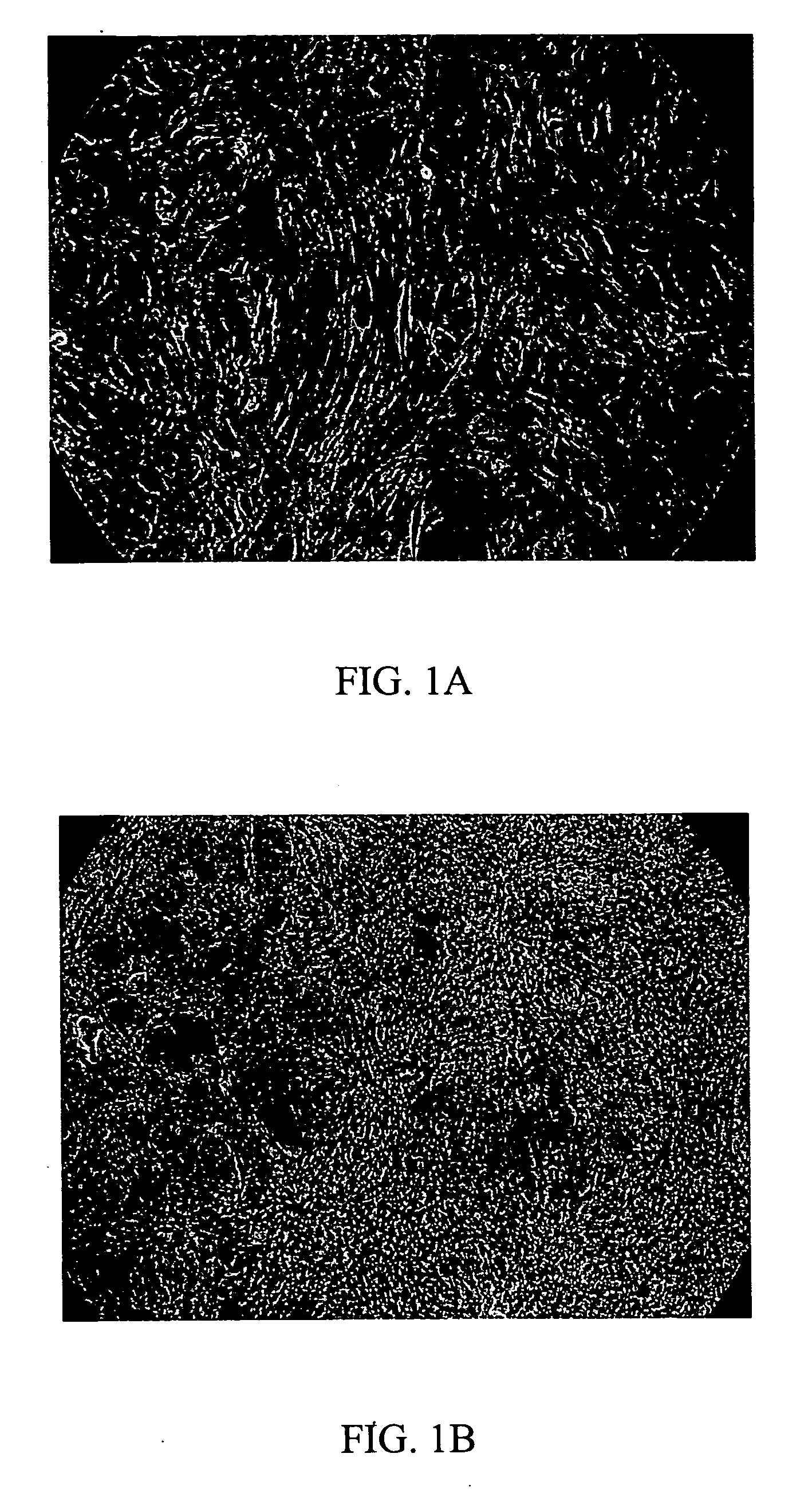 Human embryonic stem cells and culturing methods thereof