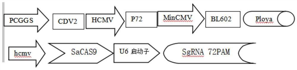 Recombinant pseudorabies live vaccine for preventing African swine fever, and preparation method of recombinant pseudorabies live vaccine