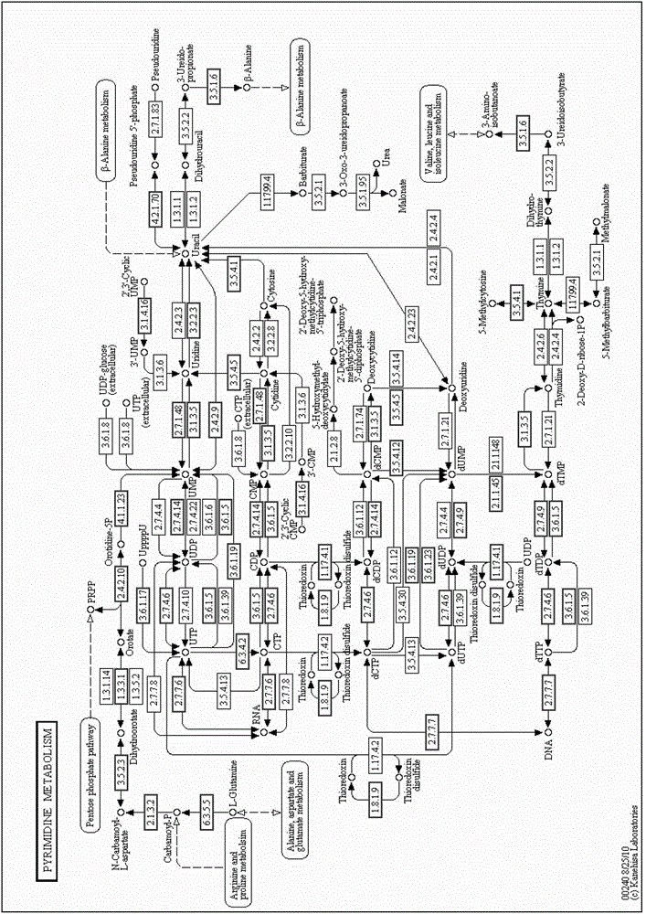 Cordyceps sinensis ctp synthase, encoding gene and its application