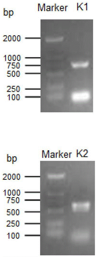 Cordyceps sinensis ctp synthase, encoding gene and its application