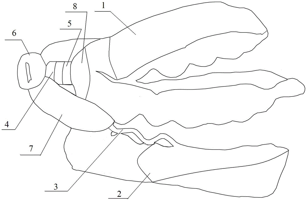 A magnetically guided oral function corrector