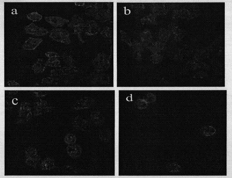 Method for detecting diarrhea shellfish toxin