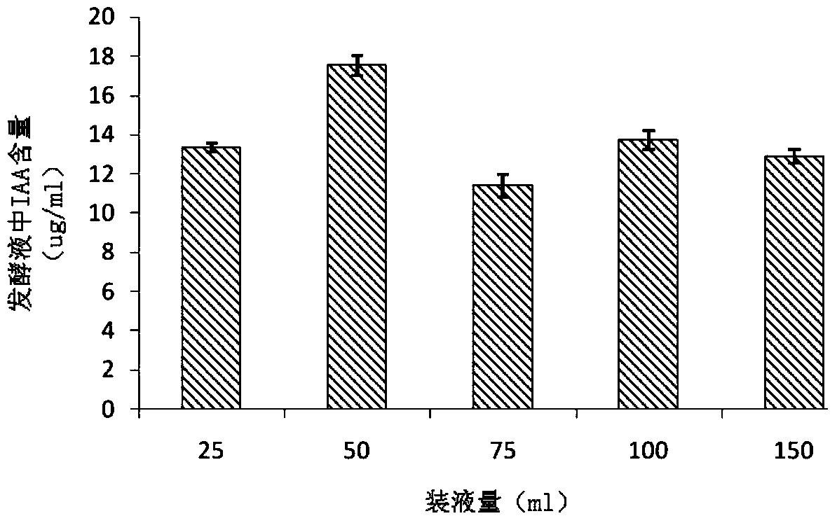 Bacillus megaterium and application thereof