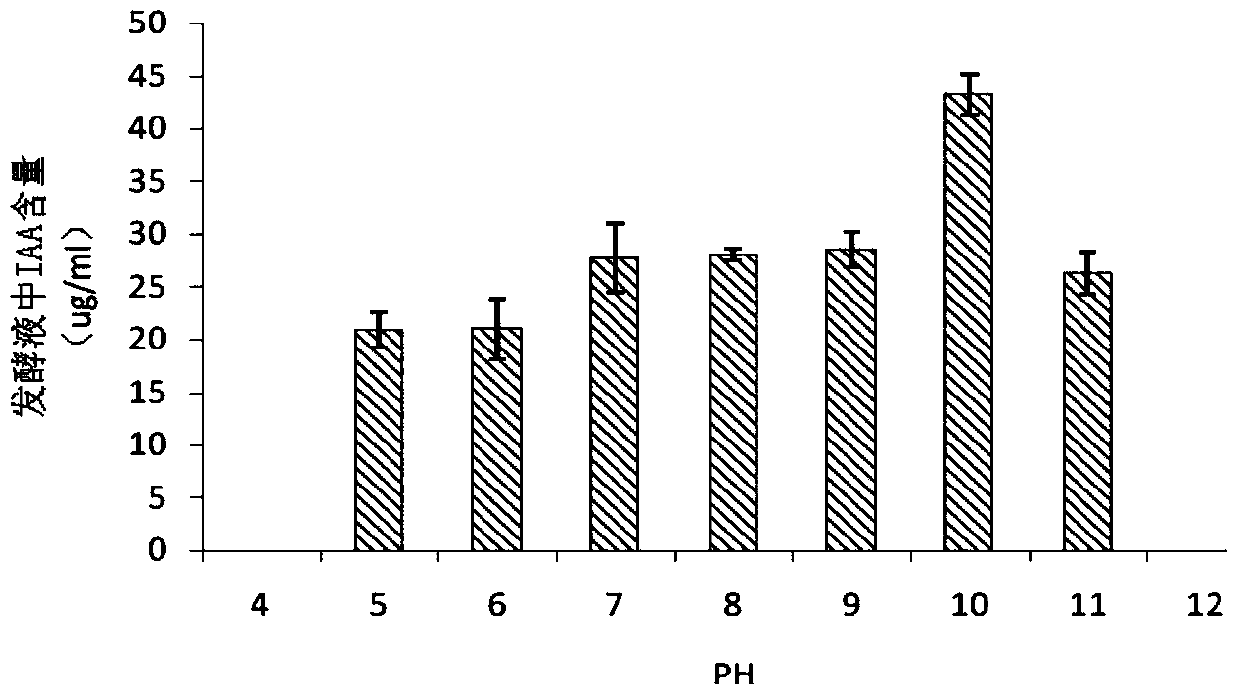 Bacillus megaterium and application thereof