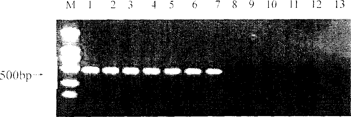 Soy bean cyst roundworm specific SCAR label, specific primer and quick PCR detecting method