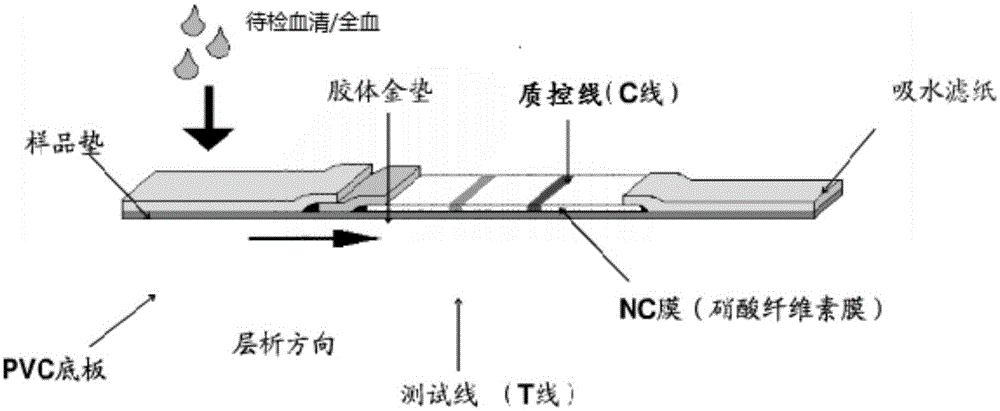 Bovine Brucella colloidal gold antibody detection test paper strip