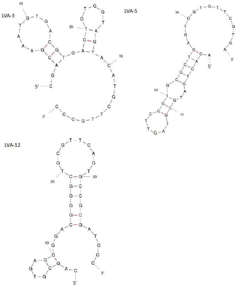 Oligonucleotide aptamer capable of specifically recognizing largemouth bass virus as well as screening method and application of oligonucleotide aptamer