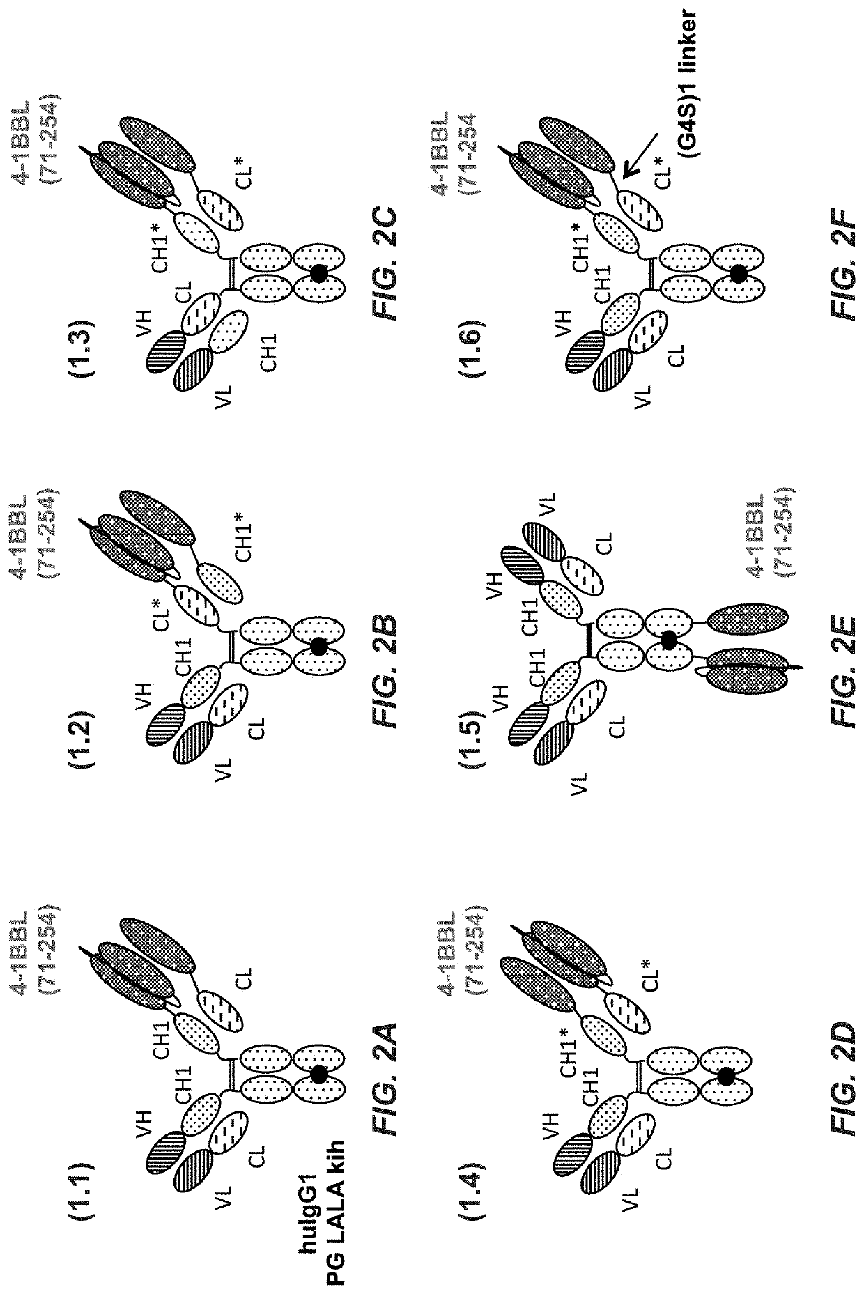 Antigen binding molecules comprising a TNF family ligand trimer