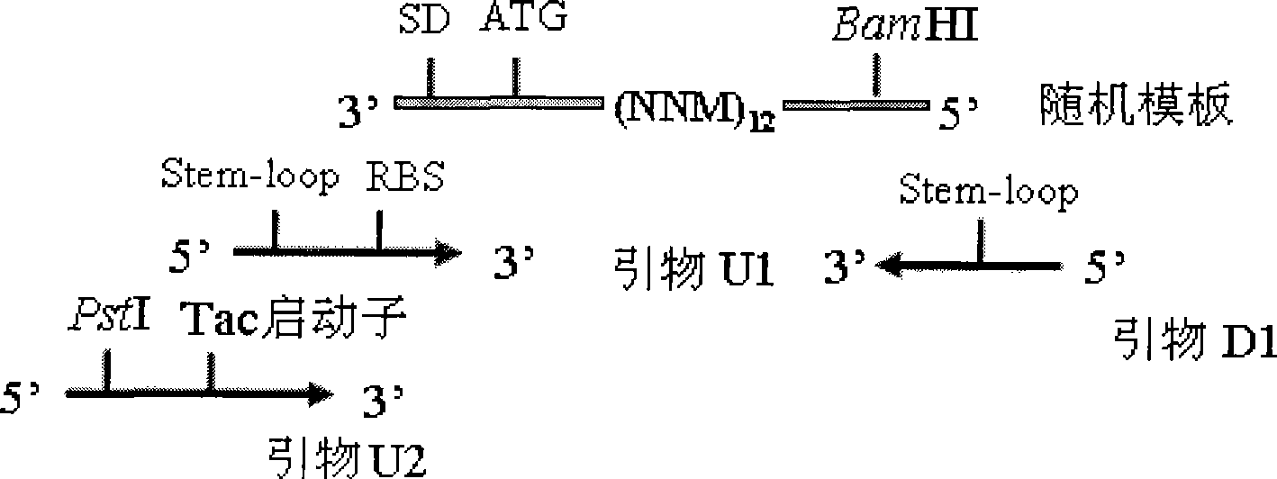 Hepatitis C virus envelope antigen ELISA kit and detecting method