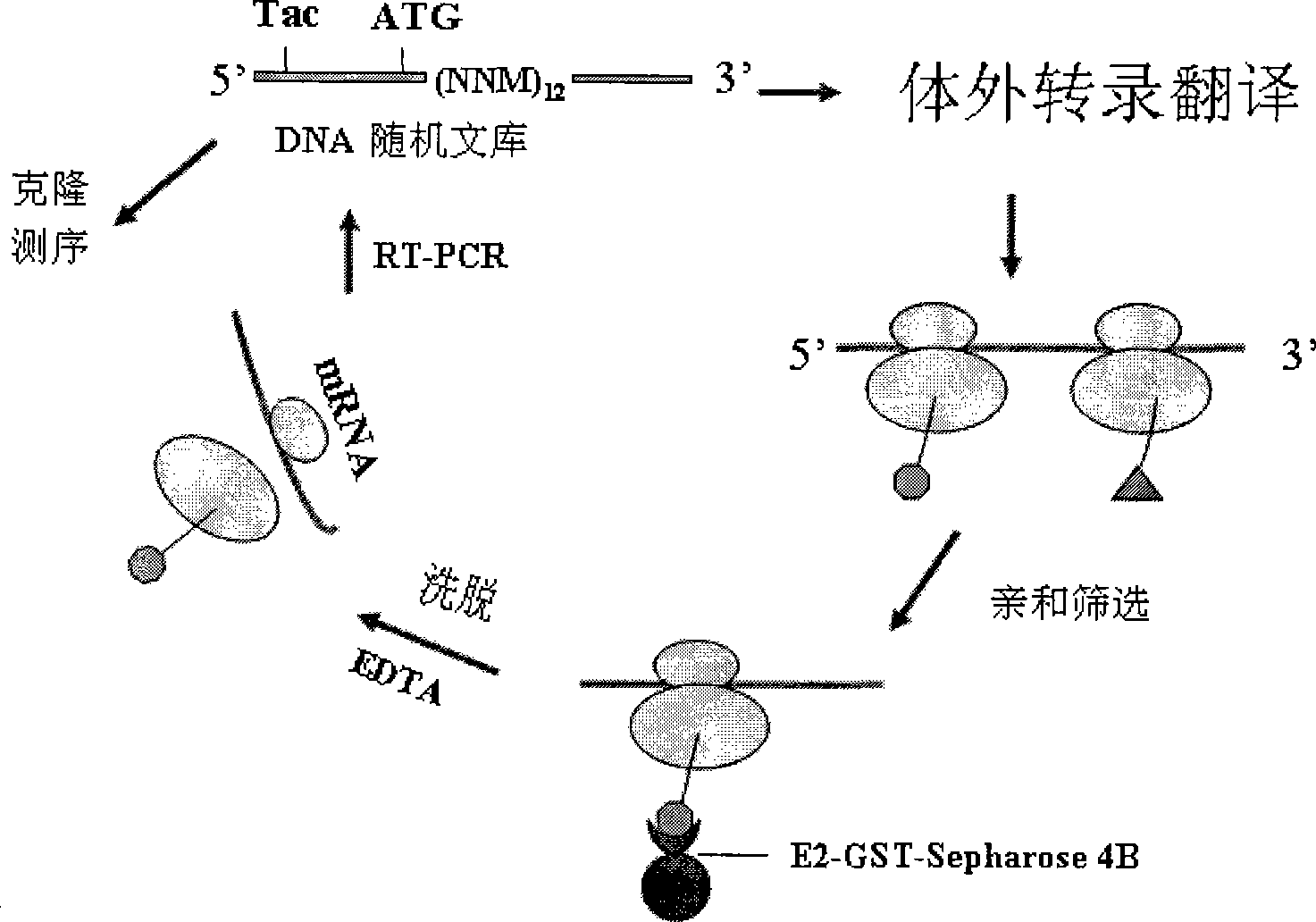 Hepatitis C virus envelope antigen ELISA kit and detecting method