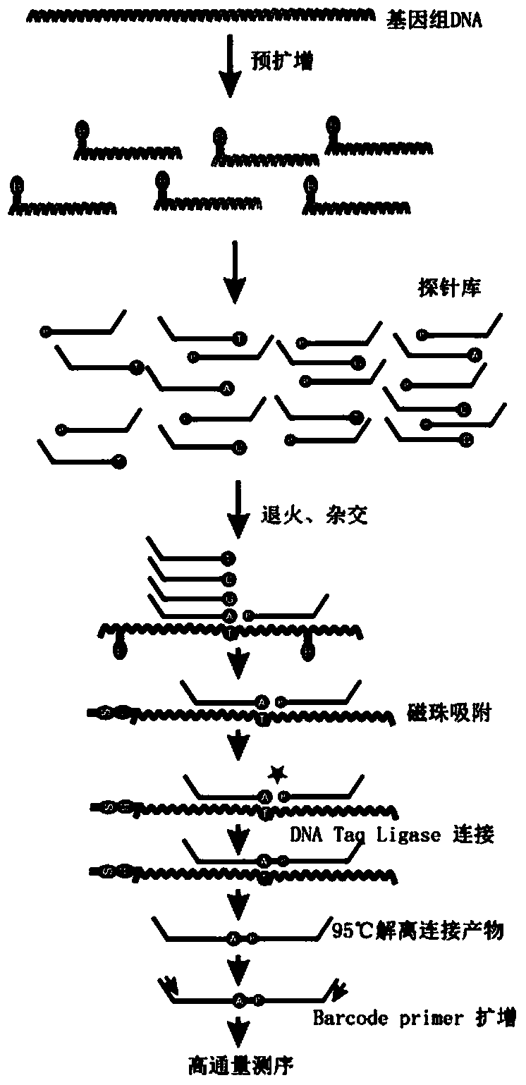 SNP (single-nucleotide polymorphism) detection method based on high-flux sequencing