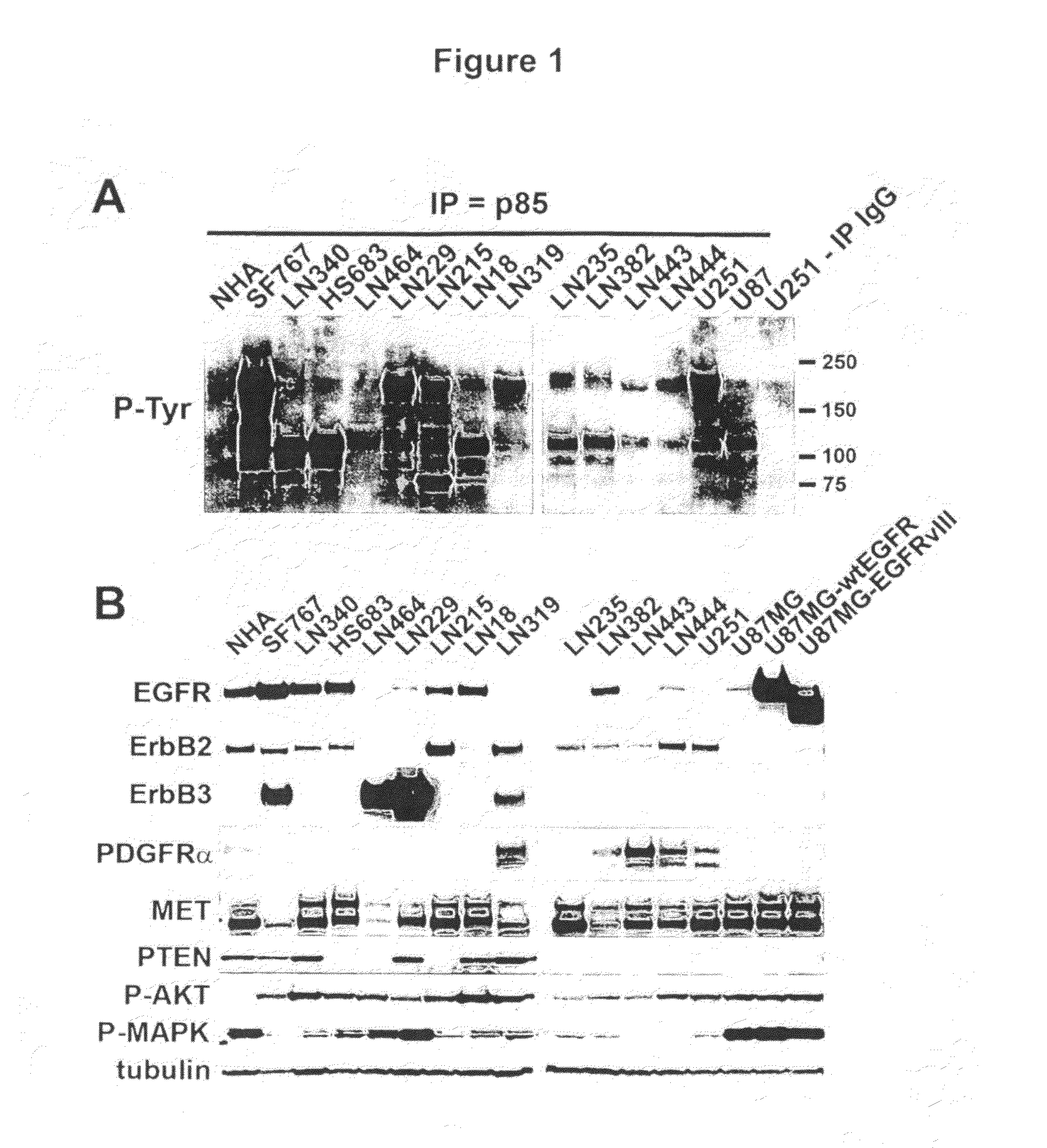 Receptor tyrosine kinase profiling