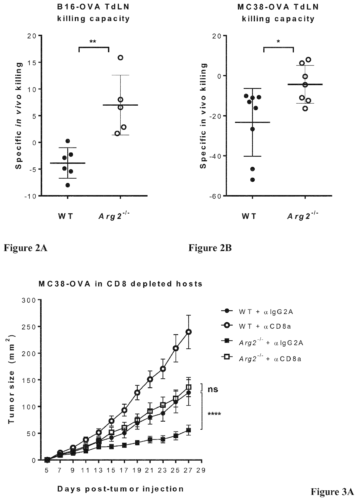 Arginase suppression for cancer treatment