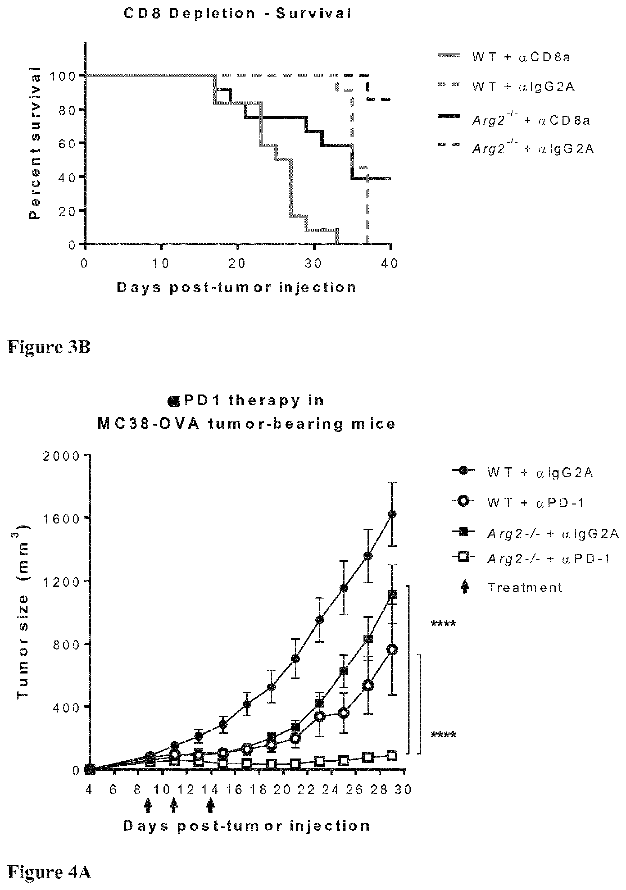 Arginase suppression for cancer treatment