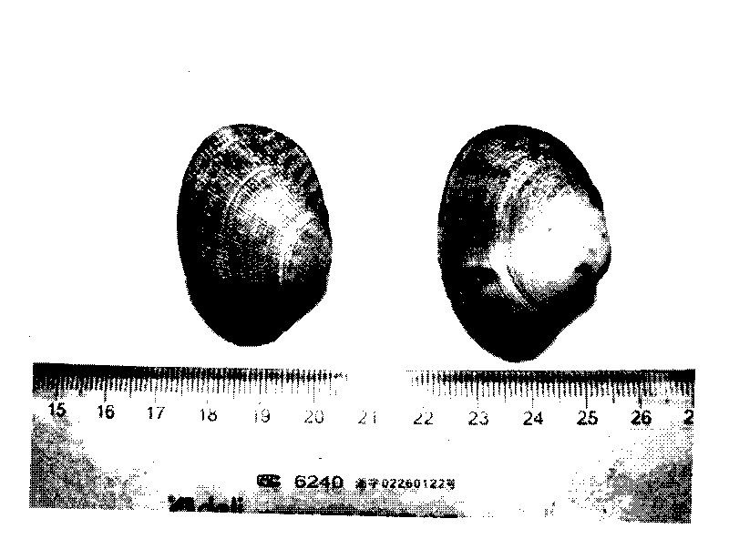 Seeding method of seaweed seeds