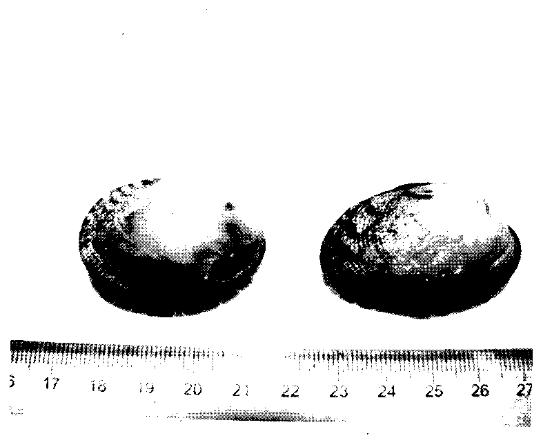 Seeding method of seaweed seeds