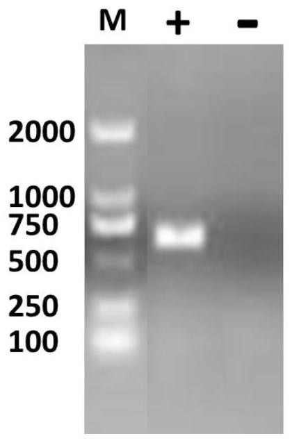 Expression, preparation and application of a porcine circovirus type 2 recombinant cap protein