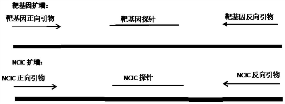 Primer probe combination and kit for detecting pathogen nucleic acids of human herpes virus and application of primer probe combination and kit