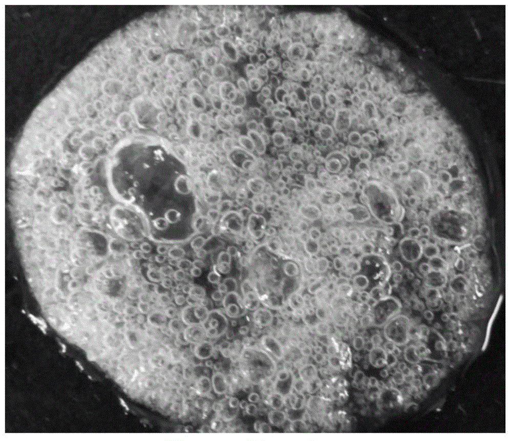 Bacterial cellulose porous foamed material and preparation method thereof