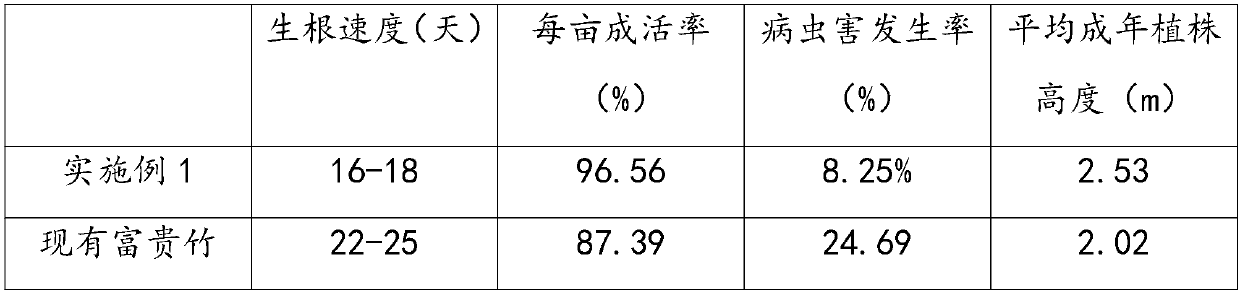 Rooted dracaena sanderiana cultivation method