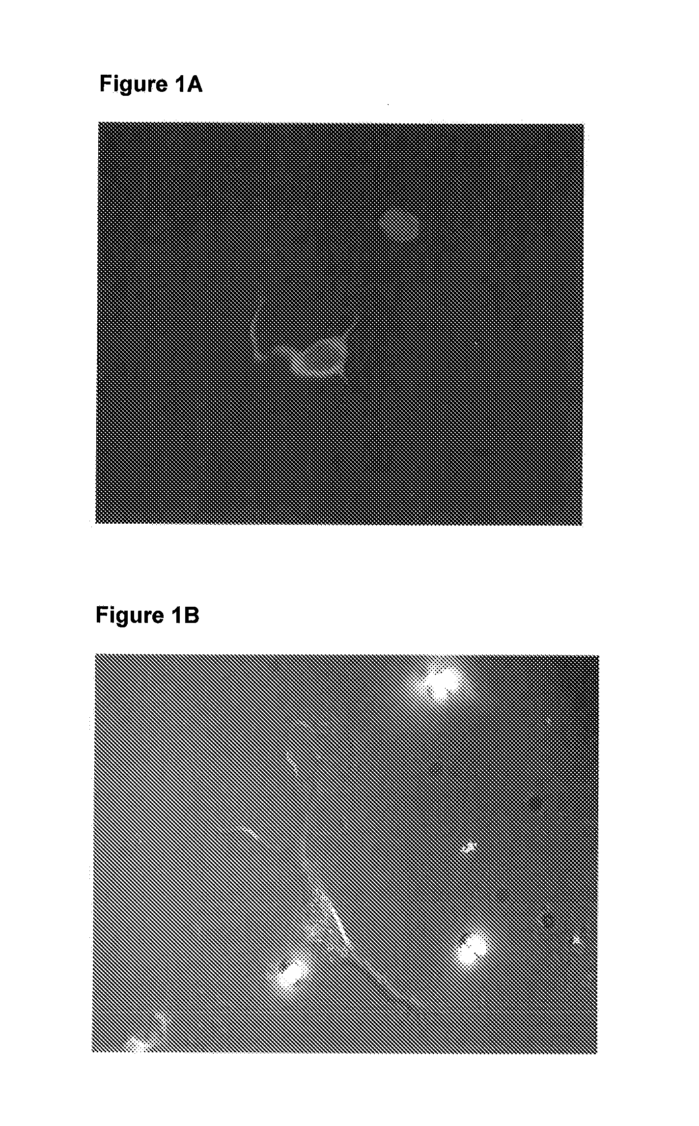 Magnetic cells for localizing delivery and tissue repair