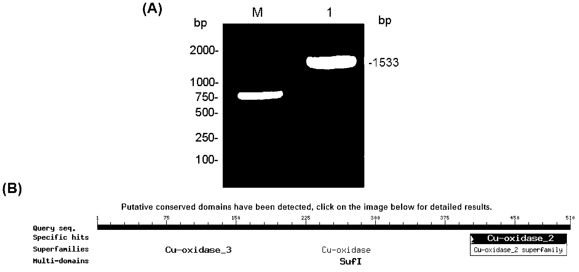 Bacillus pumilus laccase gene as well as expression and application thereof