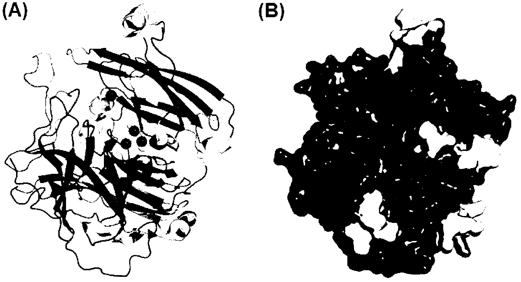 Bacillus pumilus laccase gene as well as expression and application thereof