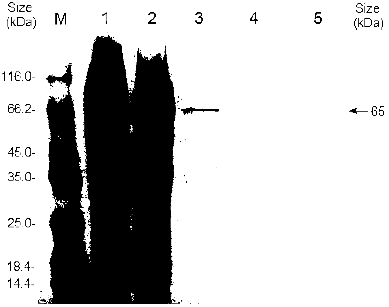 Bacillus pumilus laccase gene as well as expression and application thereof