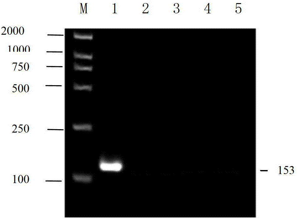 Method for detecting spring viremia of carp virus based on liquid chip