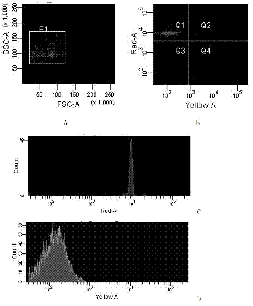 Method for detecting spring viremia of carp virus based on liquid chip