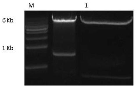 A bifunctional anti-tissue factor humanized antibody and its preparation method