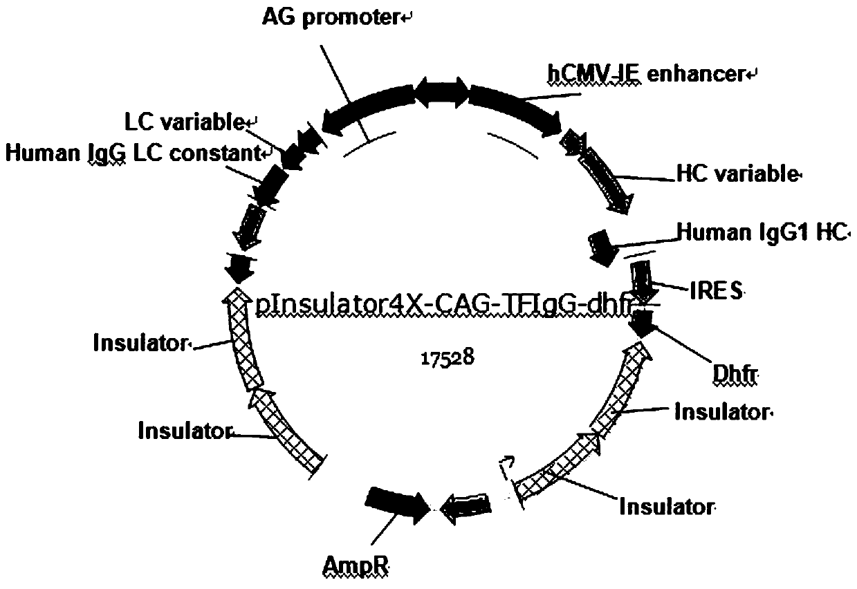 A bifunctional anti-tissue factor humanized antibody and its preparation method