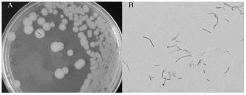 A cold-water fish probiotic Bacillus strain and its application