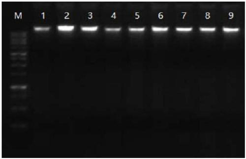 Reagent composition and method for preserving integrity of nucleic acid in human saliva