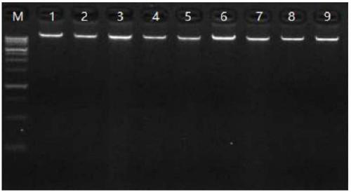 Reagent composition and method for preserving integrity of nucleic acid in human saliva