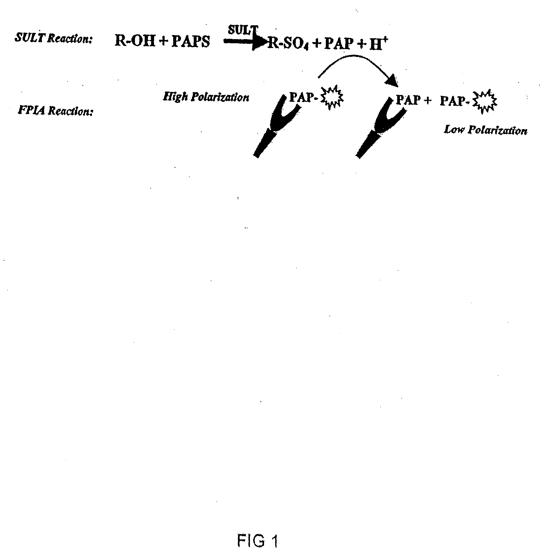 Assay Method for Group Transfer Reactions