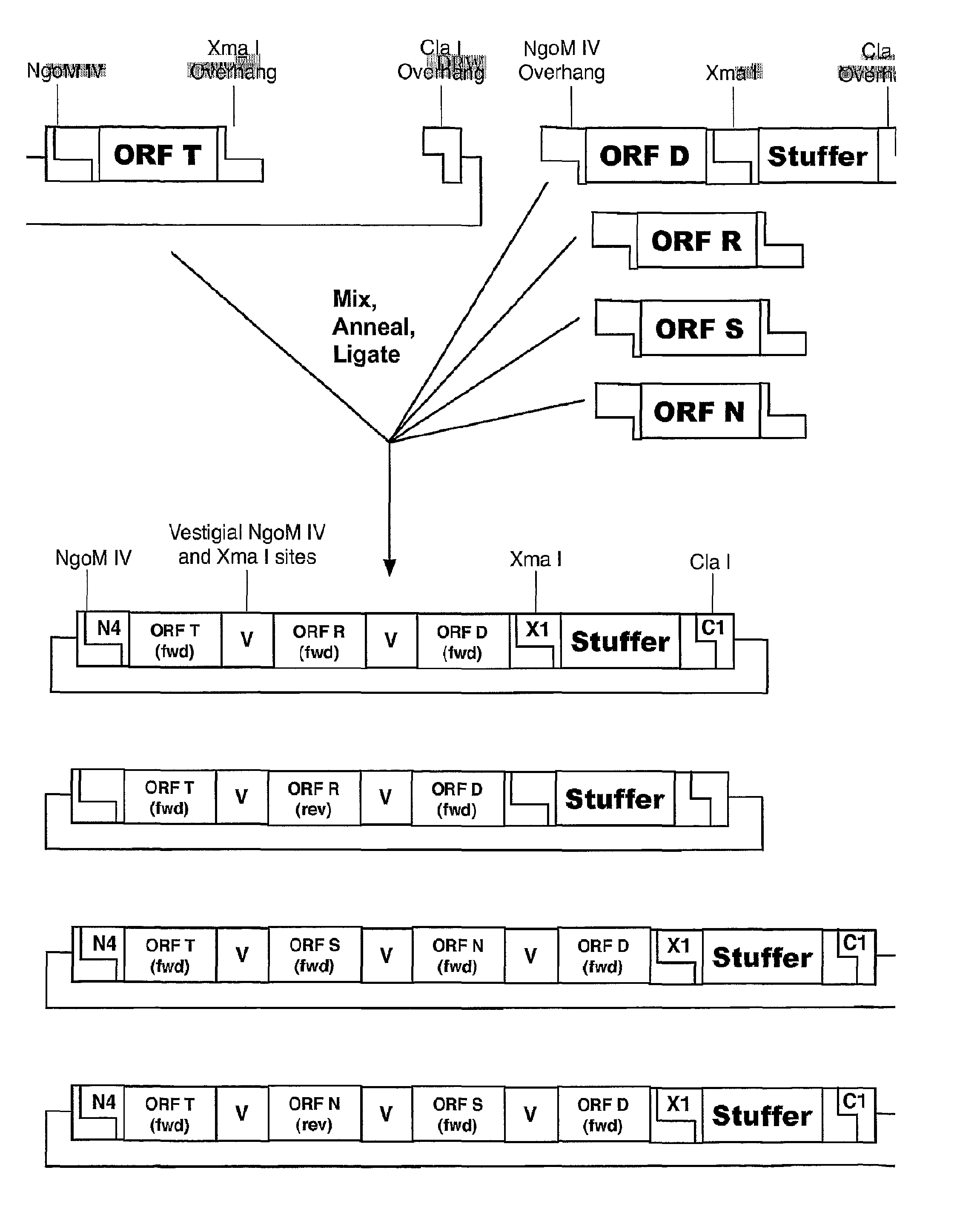 Methods of Making Modular Fusion Protein Expression Products