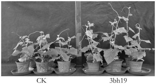 Enterobacter 3bh19 and its application to improve the microecology of cucumber leaf circle to control downy mildew